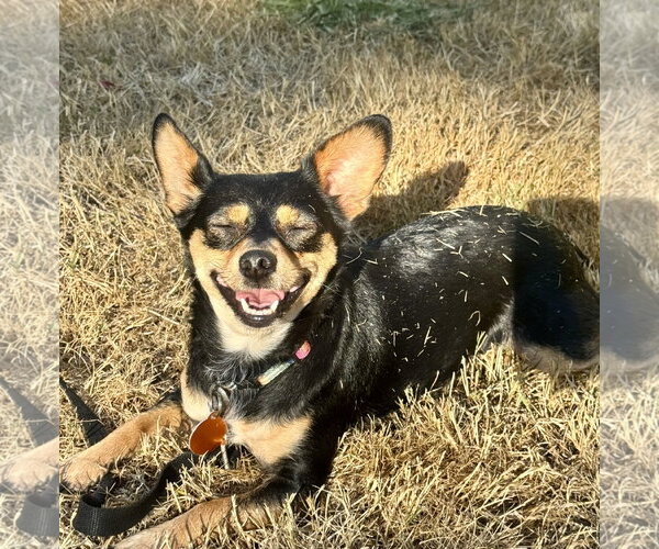 Medium Photo #2 Chihuahua-Unknown Mix Puppy For Sale in Bellevue, WA, USA