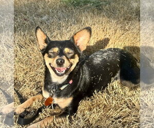 Mimi - Female Chihuahua-Unknown Mix Dog for Adoption - Photo #2