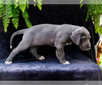 Small #21 Great Dane