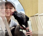 Small #15 American Pit Bull Terrier-Labrador Retriever Mix