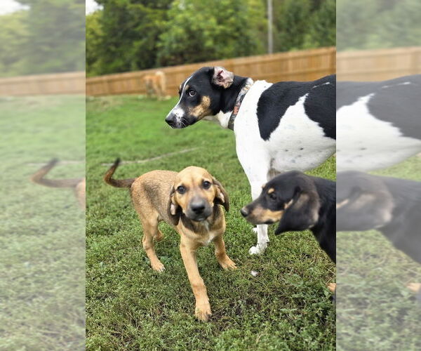 Medium Photo #2 Beagle-German Shepherd Dog Mix Puppy For Sale in Aurora, IN, USA