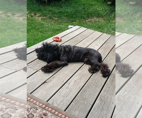 Medium Photo #1 Poochis Puppy For Sale in ALBRIGHT, WV, USA