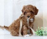 Small #3 Cavapoo