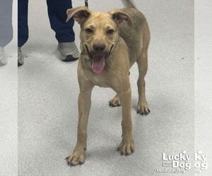 Retriever -Unknown Mix Dogs for adoption in Washington, DC, USA