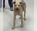 Small Retriever  Mix
