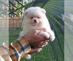 Small Photo #2 Pomeranian Puppy For Sale in PALM BCH GDNS, FL, USA