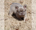 Small Photo #4 French Bulldog Puppy For Sale in WINNSBORO, TX, USA