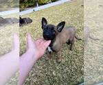 Small Photo #3 Belgian Malinois Puppy For Sale in LA VERNE, CA, USA