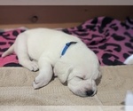 Small Photo #23 Labrador Retriever Puppy For Sale in LOGAN, UT, USA