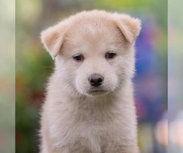 Medium Photo #4 Siberian Husky-Unknown Mix Puppy For Sale in San Diego, CA, USA