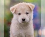 Small #3 Siberian Husky Mix