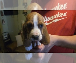 Basset Hound Puppy for sale in GREENVILLE, OH, USA