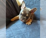 Small Photo #24 French Bulldog Puppy For Sale in MANHATTAN, NY, USA