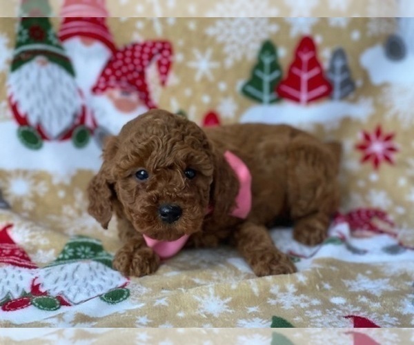 Full screen Photo #2 Poodle (Miniature) Puppy For Sale in LANCASTER, PA, USA
