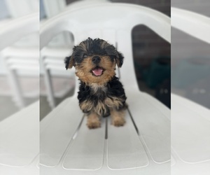 YorkiePoo Puppy for sale in BREMEN, IN, USA