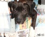 Small #1 German Shorthaired Lab