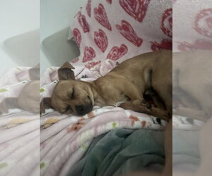 Chihuahua-Unknown Mix Dogs for adoption in Royal Palm Beach, FL, USA
