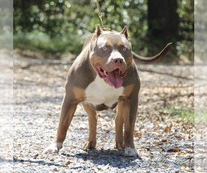 Mother of the American Bully puppies born on 09/29/2022