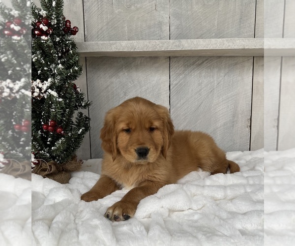 Medium Photo #3 Golden Retriever Puppy For Sale in FREDERICKSBURG, OH, USA