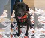 Small #8 Labrador Retriever Mix