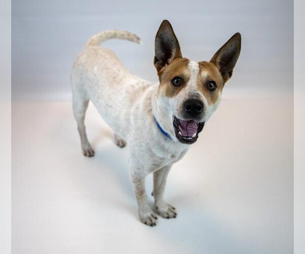 Medium Photo #4 Mutt Puppy For Sale in Kennesaw, GA, USA