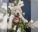 Puppy Puppy 3 Goldendoodle