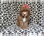 Small #10 Cavapoo