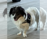 Small #1 Dachshund Mix