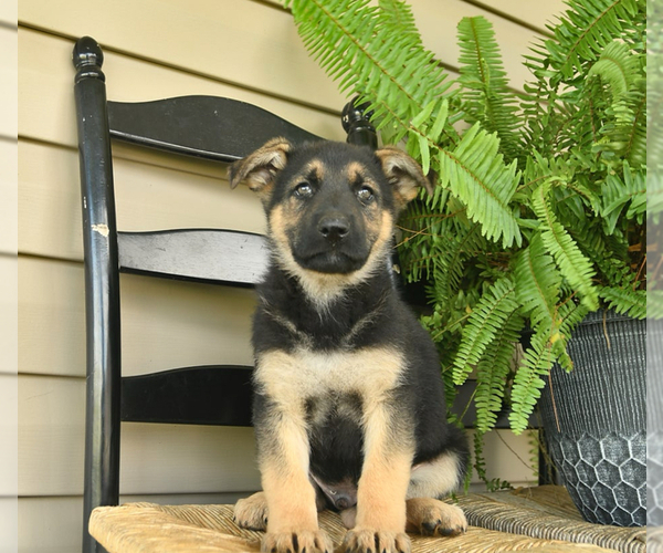 Medium Photo #10 German Shepherd Dog Puppy For Sale in DAVENPORT, FL, USA