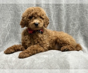 Labradoodle Puppy for sale in LAKELAND, FL, USA