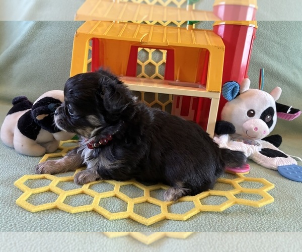 Medium Photo #6 Chihuahua Puppy For Sale in NEWVILLE, PA, USA