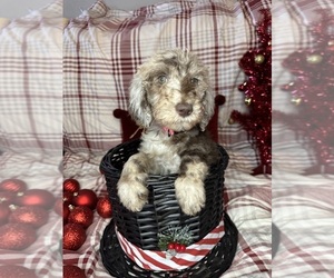 Poodle (Standard) Puppy for sale in ZIMMERMAN, MN, USA