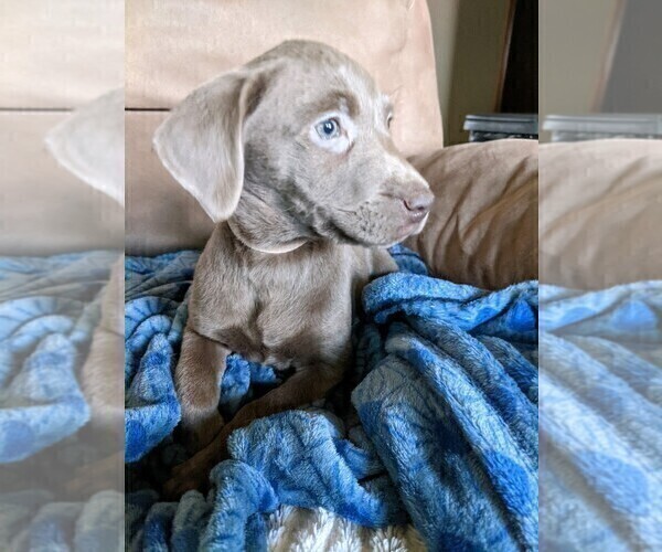 Medium Photo #3 Labrador Retriever Puppy For Sale in BUCYRUS, OH, USA