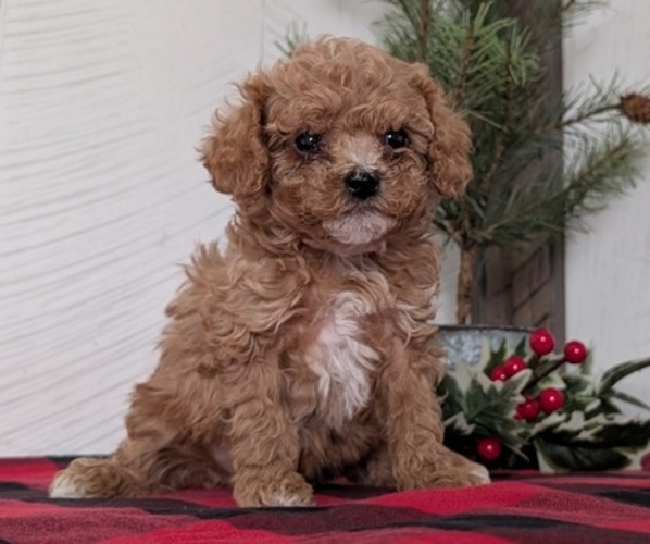 Medium Photo #3 Cavapoo (Miniature) Puppy For Sale in GOSHEN, IN, USA
