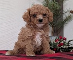 Small #2 Cavapoo (Miniature)