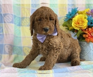 Goldendoodle Puppy for sale in LANCASTER, PA, USA