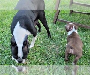 Mother of the Boston Terrier puppies born on 04/23/2022