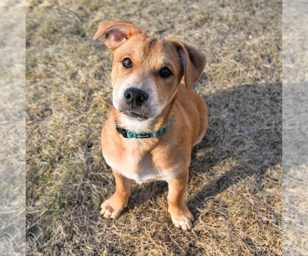 Medium Photo #1 Beagle-Unknown Mix Puppy For Sale in Arlington, VA, USA