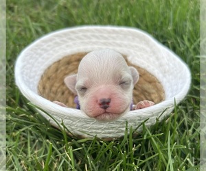 Zuchon Puppy for sale in FAIRBANK, IA, USA