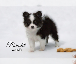 Chiranian Puppy for Sale in CLARE, Michigan USA