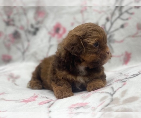 Medium Photo #11 ShihPoo Puppy For Sale in LAKELAND, FL, USA
