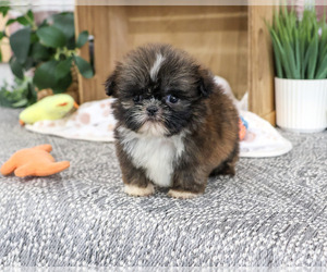 Shih Tzu Puppy for sale in SYRACUSE, IN, USA
