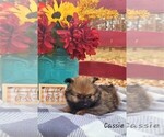 Small Photo #5 Pomeranian Puppy For Sale in BOCA RATON, FL, USA