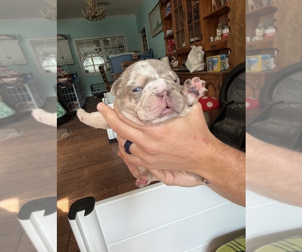 Medium Photo #13 English Bulldog Puppy For Sale in OZARK, AL, USA