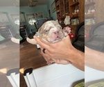 Puppy Two Face English Bulldog