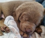 Small Photo #15 Labrador Retriever Puppy For Sale in FLAGLER, CO, USA