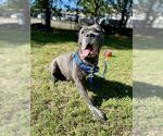 CALI - Female Mutt Dog for Adoption - Small photo