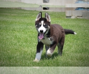 Siberian Husky Puppy for sale in BLUFORD, IL, USA