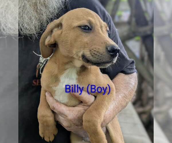 Medium Photo #2 Retriever -Unknown Mix Puppy For Sale in Aurora, IN, USA
