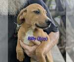 Small #1 Retriever  Mix